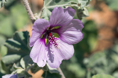Malva subovata