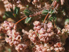 Psammotropha quadrangularis