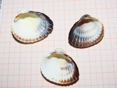 Cerastoderma glaucum