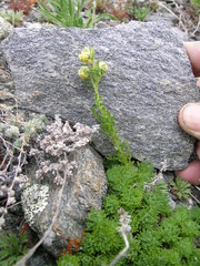 Artemisia woodii