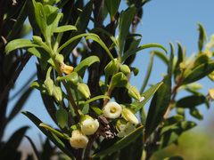 Diospyros austro-africana