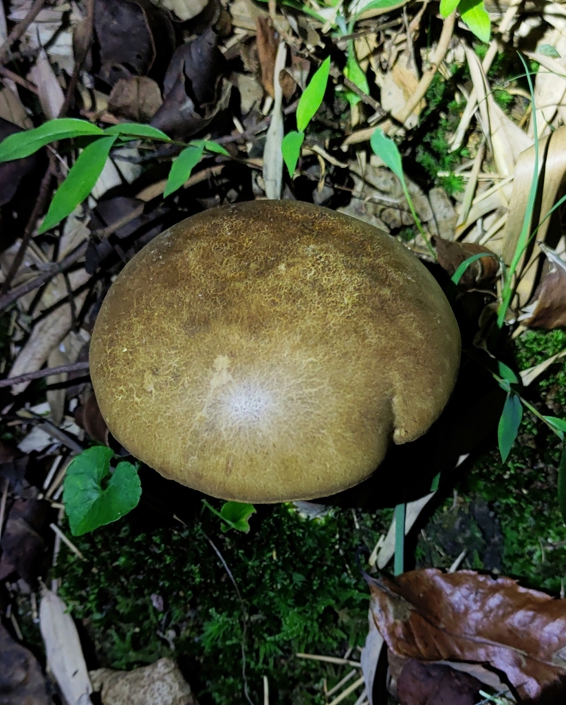 Baorangia pseudocalopus