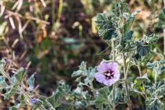 Malva subovata
