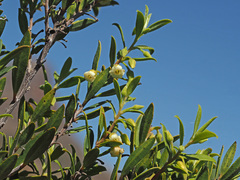 Diospyros austro-africana