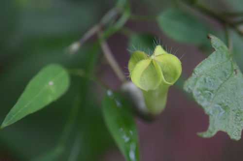 Ceropegia carnosa