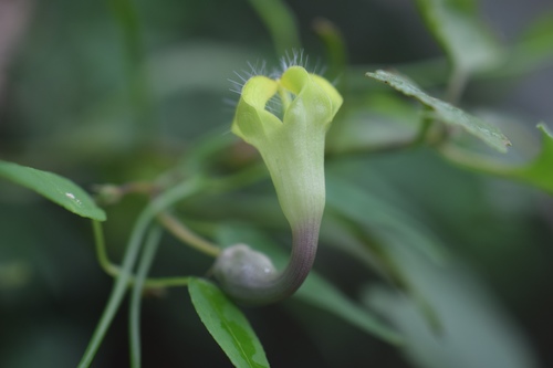 Ceropegia carnosa