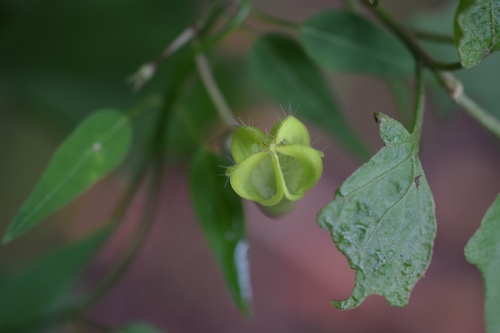 Ceropegia carnosa