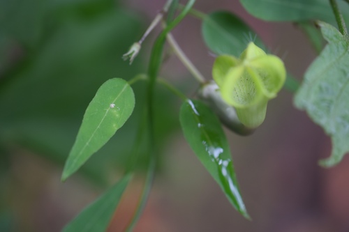 Ceropegia carnosa