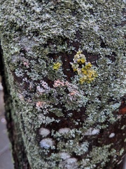 Erythricium aurantiacum