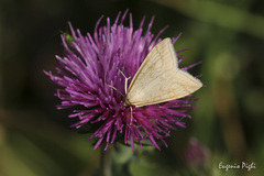 Udea lutealis