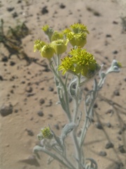 Baileya pauciradiata