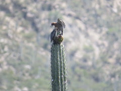 Melanerpes hypopolius