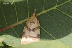 Sparganothis pilleriana