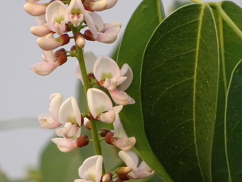 Derris trifoliata iNat (2)