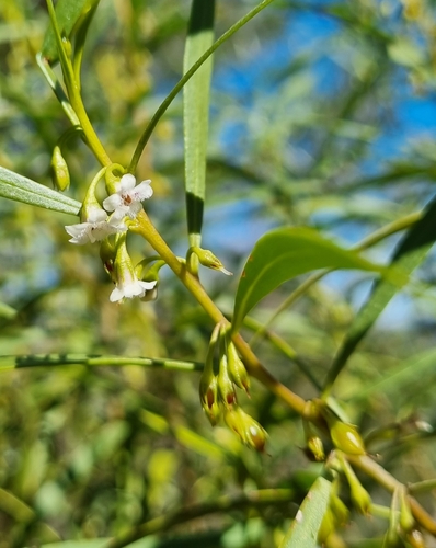 Image of Turkeybush (Eremophila deserti) by (c) Jane Canaway, some rights reserved (CC BY)