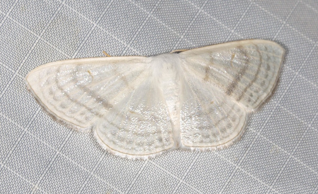Problepsis clemens