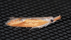 Arotrophora arcuatalis