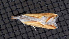 Arotrophora arcuatalis