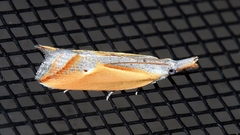 Arotrophora arcuatalis