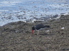 Haematopus leucopodus
