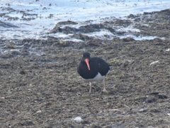 Haematopus leucopodus