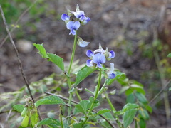 Crotalaria verrucosa