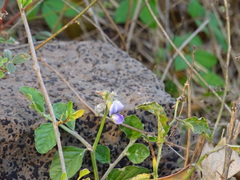 Crotalaria verrucosa