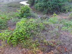 Crotalaria verrucosa