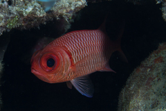 Myripristis hexagona