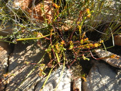 Euphorbia genistoides