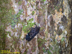 Penthicodes quadrimaculatus