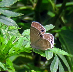Leptomyrina gorgias sobrina