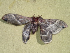 Hyalophora columbia