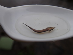 Acipenser fulvescens