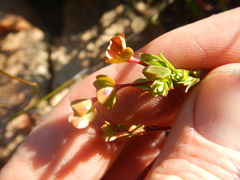 Euphorbia genistoides
