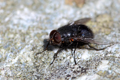 Calliphora quadrimaculata
