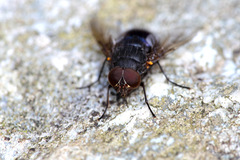 Calliphora quadrimaculata