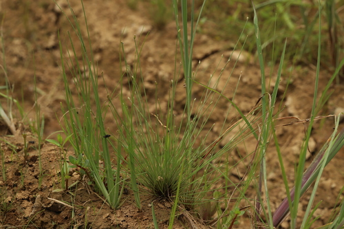 Eleocharis pellucida iNat (1)