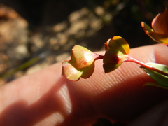 Euphorbia genistoides