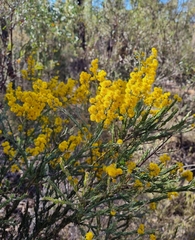 Maria's Wattle (Acacia mariae)