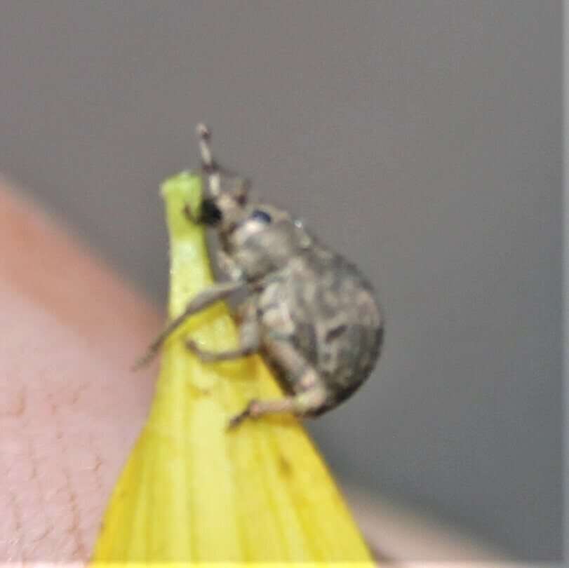 Twobanded Japanese Weevil from Shickshinny, PA 18655, USA on August 11