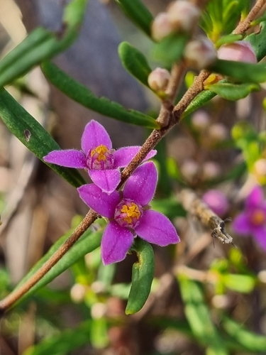 Image of Boronia glabra by (c) Jane Canaway, some rights reserved (CC BY)