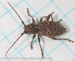 Plectrura spinicauda