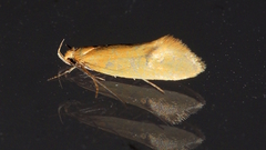 Telocharacta hemicroca