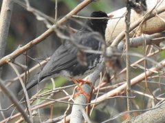 Turdus cardis
