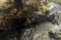 Pyura gibbosa