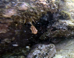 Pyura gibbosa