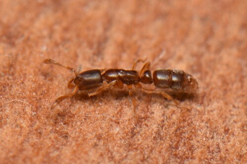 Ponera leaePonera leae