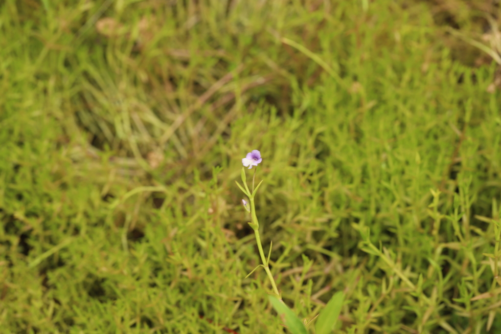 Deinostema violaceum
