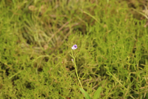 Deinostema violacea